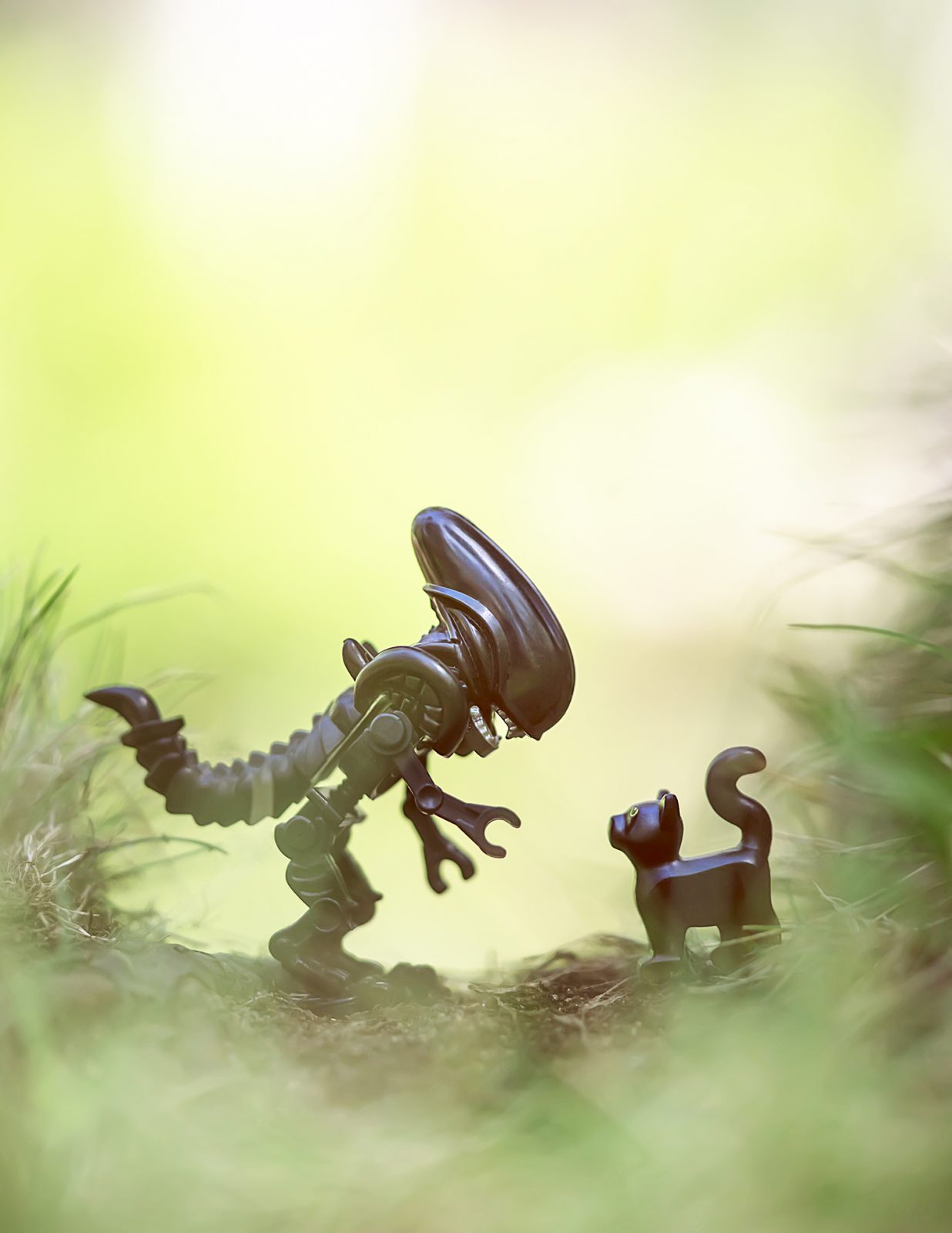 Xenomorph and black cat Shelly Corbett Photography