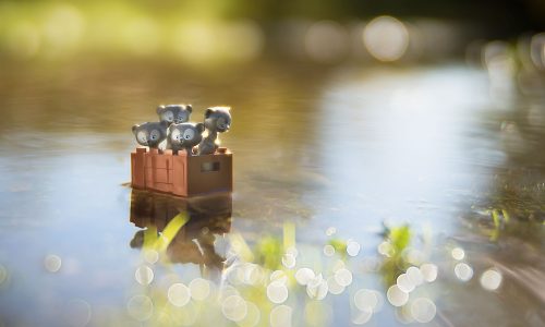 Four grey bear figurines are standing in a small brown crate floating on shallow, reflective water with green foliage and bokeh lights in the background.